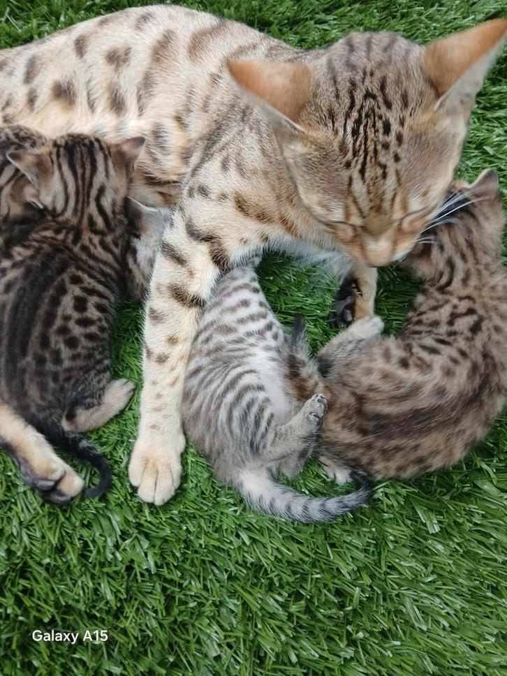 Prachtige Bengaal kittens, Dieren en Toebehoren, Katten en Kittens | Raskatten | Korthaar, Meerdere dieren