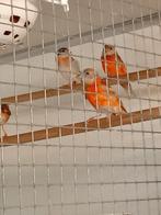 Kapoetsijs dubbel Pastel en dubbelbruinpastel 2024, Dieren en Toebehoren, Vogels | Kanaries, Meerdere dieren