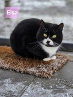 Poes Elsa zoekt een baasje, Poes, Gechipt, 0 tot 2 jaar