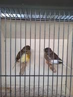 Kanarie gloster pop+ man 2025, Dieren en Toebehoren, Vogels | Kanaries, Meerdere dieren, Postuurkanarie