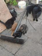 Jonge kittens 8 weken oud per 28-9, Dieren en Toebehoren, Meerdere dieren