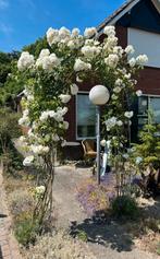 Mooie rozenboog met klimroos, Tuin en Terras, Ophalen, Zo goed als nieuw, IJzer, Tuinhek