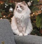 Ragdoll kat, Dieren en Toebehoren, Katten en Kittens | Raskatten | Langhaar, Kater, Ontwormd, 0 tot 2 jaar