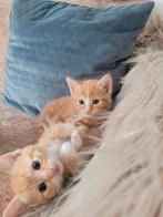 Kittens, Dieren en Toebehoren, Ophalen of Verzenden