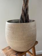 Pachira Geldboom in Pot, 25 tot 40 cm, Rond, Binnen, Ophalen of Verzenden