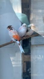 Vogels uit buiten volière, Dieren en Toebehoren, Vogels | Overige Vogels, Meerdere dieren