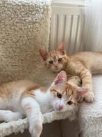 2 Oranje Kittens (mannelijk), Dieren en Toebehoren, Katten en Kittens | Overige Katten, Kater