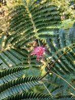 Perzische Slaapboom - verplanten in maart, Volle zon, Vaste plant, Zomer, Ophalen