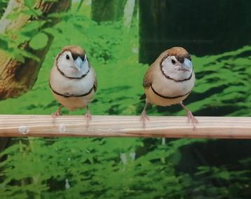 Tropische vogels gezocht.  beschikbaar voor biedingen