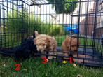 Dwergpoedel pups ( nog 2 reutjes) zie allerlaatste foto!, Dieren en Toebehoren, Poedel, Rabiës (hondsdolheid), 8 tot 15 weken