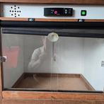 Warmtekooi, Dieren en Toebehoren, Vogels | Kanaries, Bastaard