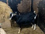 Hoornloze zwart toggenburger, Dieren en Toebehoren, Schapen, Geiten en Varkens, Mannelijk, Geit, 0 tot 2 jaar