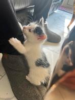 Papa britsekorthaar mama lapkatjes mag 21 september ophalen, Poes