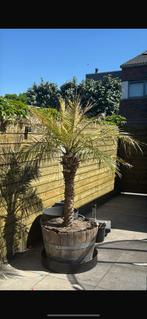 Dwerg dadelpalm Phoenix Roebelenii +- 2 meter, Ophalen, Bloeit niet, Halfschaduw, 100 tot 250 cm