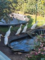 Witte Indische loopeenden, Meerdere dieren, Eend