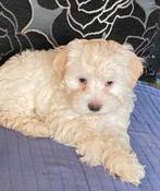 Maltipoo puppy’s, Dieren en Toebehoren, Overige rassen, CDV (hondenziekte), 8 tot 15 weken, Meerdere