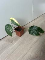 Epipremnum pinnatum variegata, Huis en Inrichting, Kamerplanten, Ophalen of Verzenden, Halfschaduw, Minder dan 100 cm