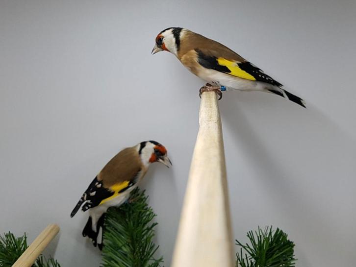 Koppel bloemputters correct ger van 2025, Dieren en Toebehoren, Vogels | Overige Vogels, Wildzangvogel, Meerdere dieren, Geringd