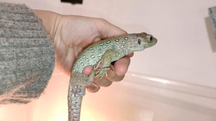 Parelhagedis (sen) 1.1 Apart of samen., Dieren en Toebehoren, Reptielen en Amfibieën, Hagedis, 0 tot 2 jaar, Met terrarium, Tam