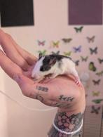 Tamme ratjes. Nog 2 mannetjes🩵🩵🩵, Dieren en Toebehoren, Knaagdieren, September, Mannelijk, Rat