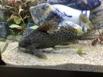 vedervin meerval ( Synodontis eupterus), Dieren en Toebehoren, Vissen | Aquariumvissen, Vis, Zoetwatervis