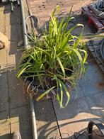 Waterplant lisse, Ophalen of Verzenden, Gebruikt, Overige typen