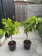 Citroenboom groot en gezond, Ophalen, Volle zon, Overige soorten