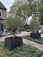 2 Olijfbomen in zwarte bloembakken, Tuin en Terras, Planten | Bomen, Bloeit niet, 100 tot 250 cm, Olijfboom, Ophalen