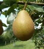 Stoofperen "Winterriet" en "Brederode", Ophalen