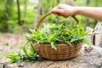 vers geoogste brandnetels (per 500 gr), Ophalen, Bodembedekkers, Volle zon, Vaste plant
