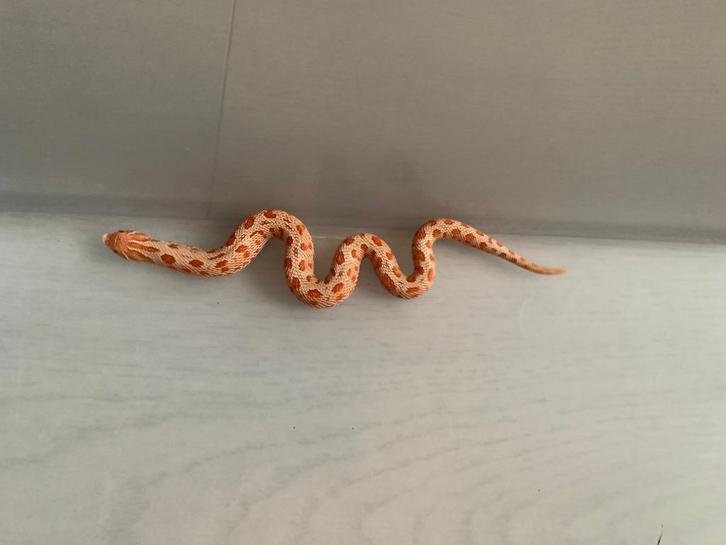 1.0 Heterodon Nasicus Albino anaconda