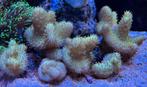 Lobophytum green softkoraal lederkoraal zeeaquarium