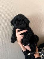 Shishu/toy poedel, Overige rassen, Meerdere, Meerdere dieren, Nederland