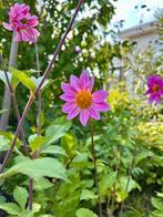 Dahlia knol 3, Ophalen of Verzenden, Volle zon, Knol