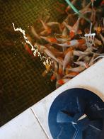 Japanse koi, Dieren en Toebehoren, Vissen | Vijvervissen, Karper of Koi