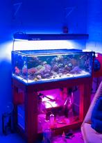 Shallow reef aquarium + stand + sump, Ophalen, Leeg aquarium