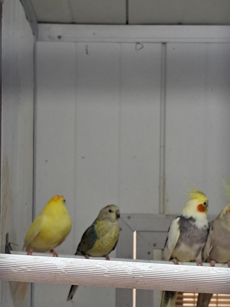 Diverse kleuren roodstuit parkieten poppen, Vrouwelijk, Kleurkanarie