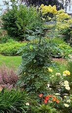 Poelruit (Thalictrum flavum glaucum), Vaste plant, Halfschaduw, Zomer, Ophalen