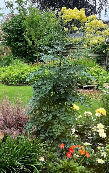 Poelruit (Thalictrum flavum glaucum) beschikbaar voor biedingen