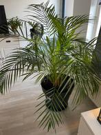 Areca Palm Kamerplant 140cm, 100 tot 150 cm, Palm, In pot, Groene kamerplant