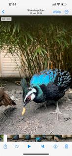 Palawan Pauwfazant 1-1, Dieren en Toebehoren, Meerdere dieren, Overige soorten