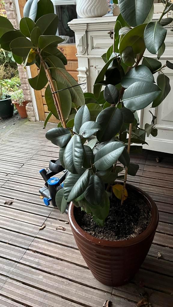 Grote Ficus Robusta zoekt nieuw huis!, Huis en Inrichting, Kamerplanten, Ficus, 150 tot 200 cm, Groene kamerplant, Halfschaduw