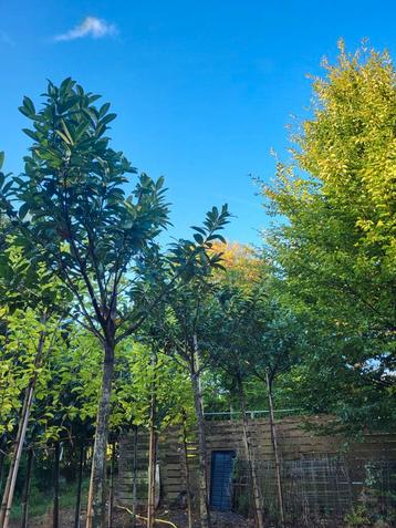 Bolboom ( Prunus  Laurier Cleopatra) bladhoudend  beschikbaar voor biedingen