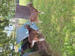 Te koop, Dieren en Toebehoren, Schapen, Geiten en Varkens, Mannelijk, Geit