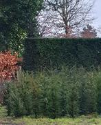 taxus baccatta grote partij, Tuin en Terras, Planten | Struiken en Hagen, Ophalen, Taxus