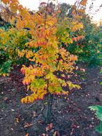 Perzische ijzerhout (Parrotia), Ophalen, Lente, Volle zon, Overige soorten