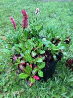 Kabouterplant / Persicaria aff. tuinplant. staat in de kuip, Tuin en Terras, Vaste plant, Halfschaduw, Zomer, Ophalen