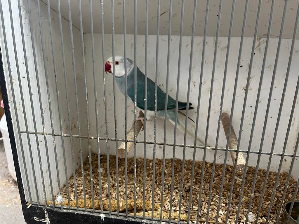 Halsband witkop witstaart, Mannelijk, Parkiet