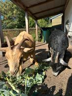2 geitjes, mieke’s, Dieren en Toebehoren, Schapen, Geiten en Varkens, Vrouwelijk, Geit
