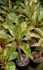 Plumeria frangipani Maya varigated, Tuin en Terras, Planten | Tuinplanten, Ophalen of Verzenden, Zomer, Volle zon